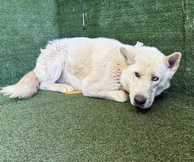 A young medium-sized male Siberian Husky dog named Coco for adoption in Lancaster, CA