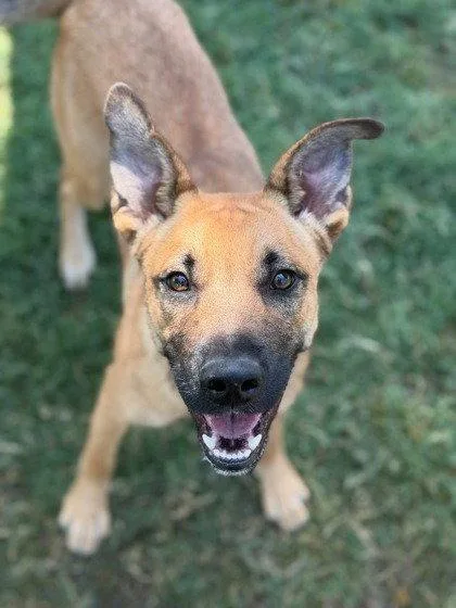 A young medium-sized female German Shepherd Dog dog named Bean for adoption in Bloomfield, CT
