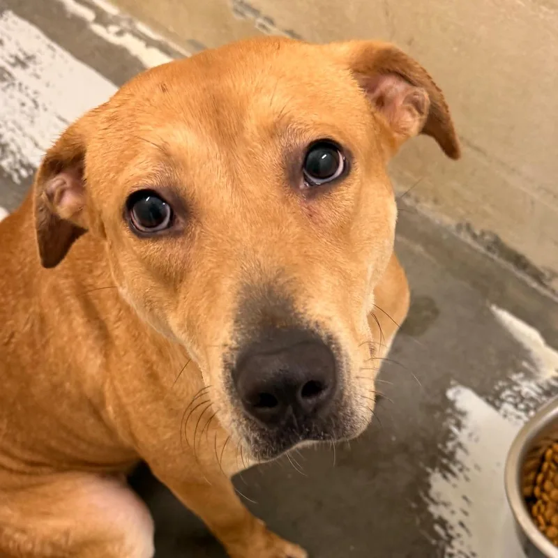 An adult medium-sized female Golden Pit Bull Terrier dog named Zorina for adoption in Evansville, IN
