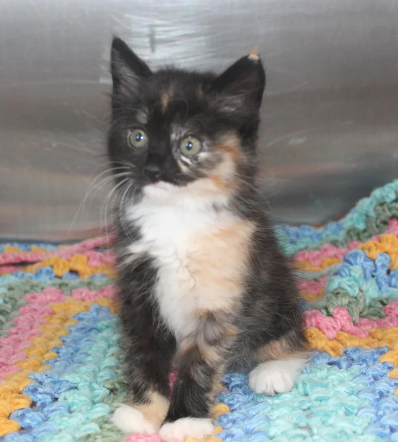 A baby medium-sized female Domestic Long Hair cat named Osland for adoption in Prattville, AL