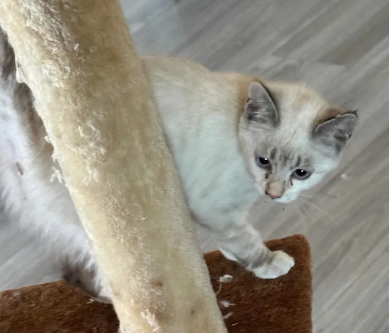 A baby large-sized female Siamese cat named Syla for adoption in San Jacinto, CA