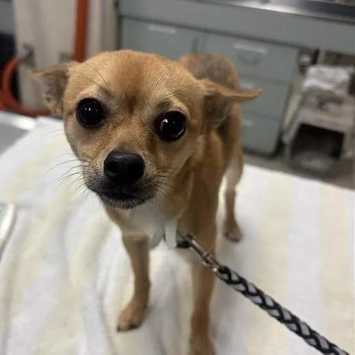 A young small-sized female Mixed Breed dog named Foxy for adoption in Jacksonville, FL