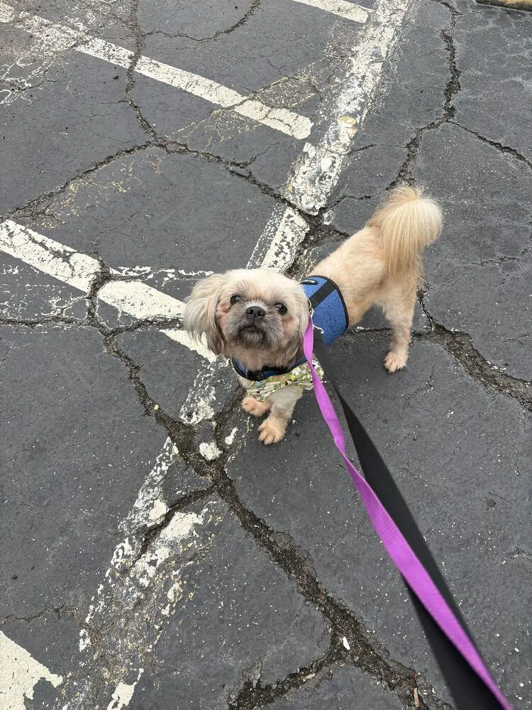 An adult small-sized male Shih Tzu dog named Woody for adoption in Marietta, GA