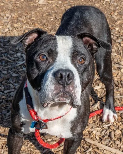 An adult large-sized male Mixed Breed dog named Chico for adoption in Chamblee, GA