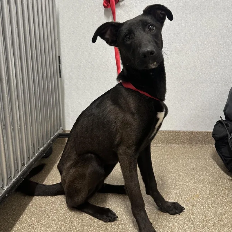 An adult medium-sized female Black Labrador Retriever dog named Rasputia for adoption in League City, TX