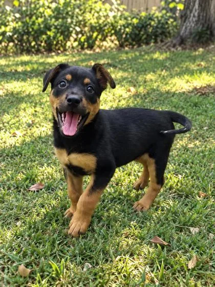A baby small-sized female Rottweiler dog named Alecia for adoption in Savannah, GA