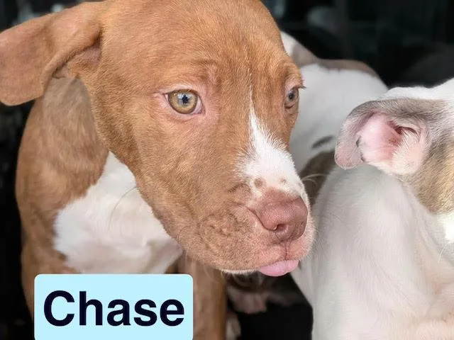 Chase