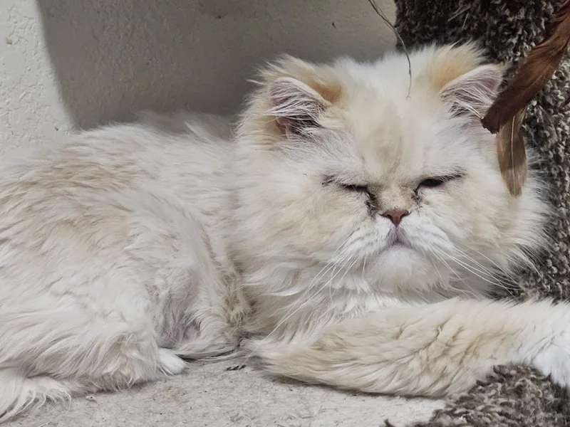 A young large-sized male Flame Point Persian cat named Shaggy for adoption in Orlando, FL