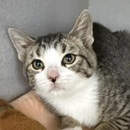 A young medium-sized female Tabby (Brown / Chocolate) Domestic Short Hair cat named Pauline for adoption in Lansing, MI
