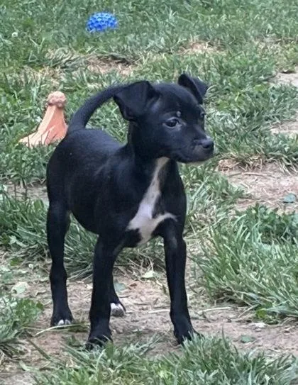 A baby small-sized female Mixed Breed dog named Sofie Marie for adoption in Hobart, IN