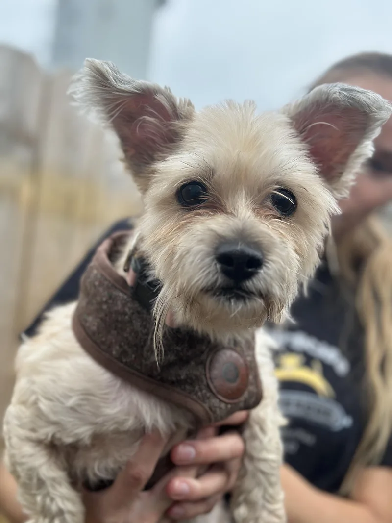 An adult small-sized male Maltese dog named Mattie for adoption in Ellicott City, MD