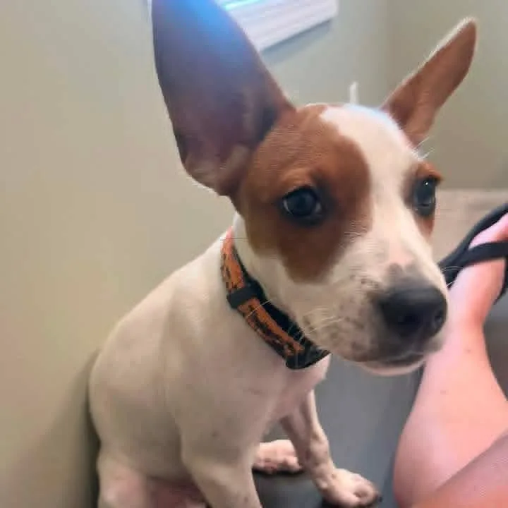 A baby medium-sized female Mixed Breed dog named Mira for adoption in East Peoria, IL