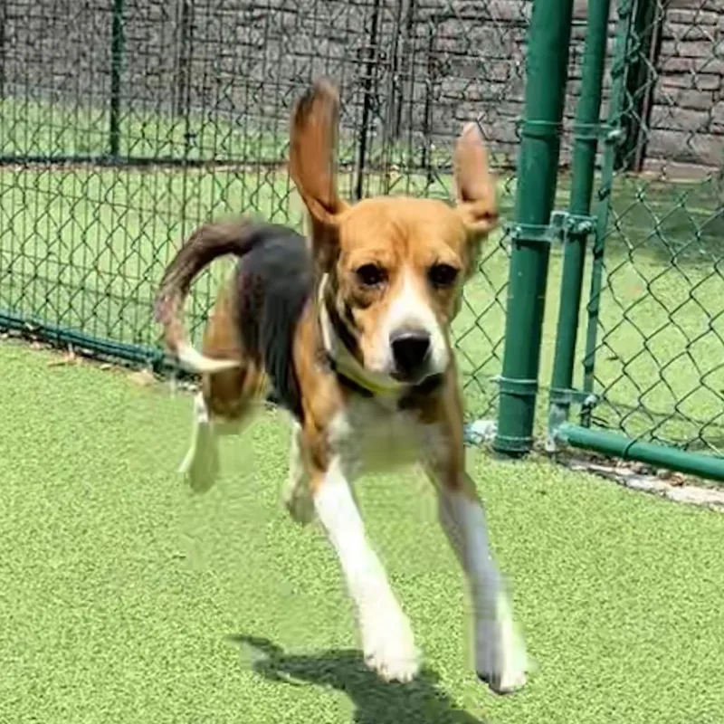 A young small-sized female Yellow / Tan / Blond / Fawn Beagle dog named Bumble Bee for adoption in LOXAHATCHEE, FL