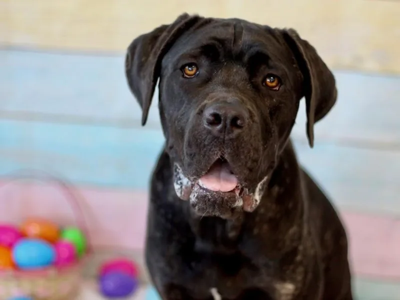 A young large-sized female Cane Corso dog named Terra for adoption in Los Angeles, CA