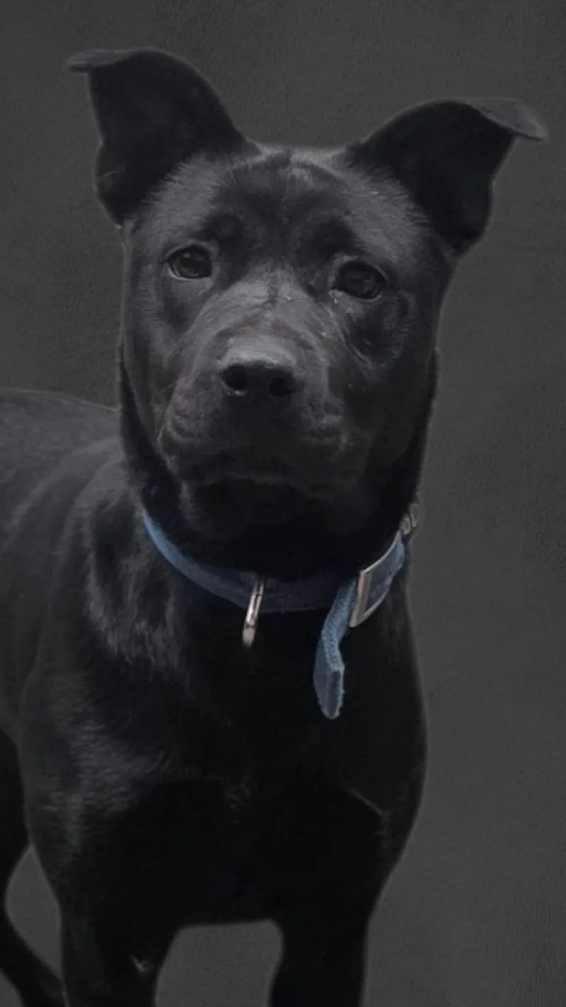 An adult medium-sized female Black Labrador Retriever dog named Lola Sponsored for adoption in Salamanca, NY