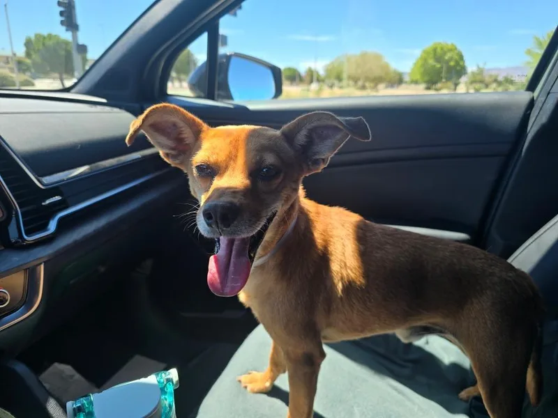 An adult small-sized male Chihuahua dog named Carlo for adoption in Los Angeles, CA
