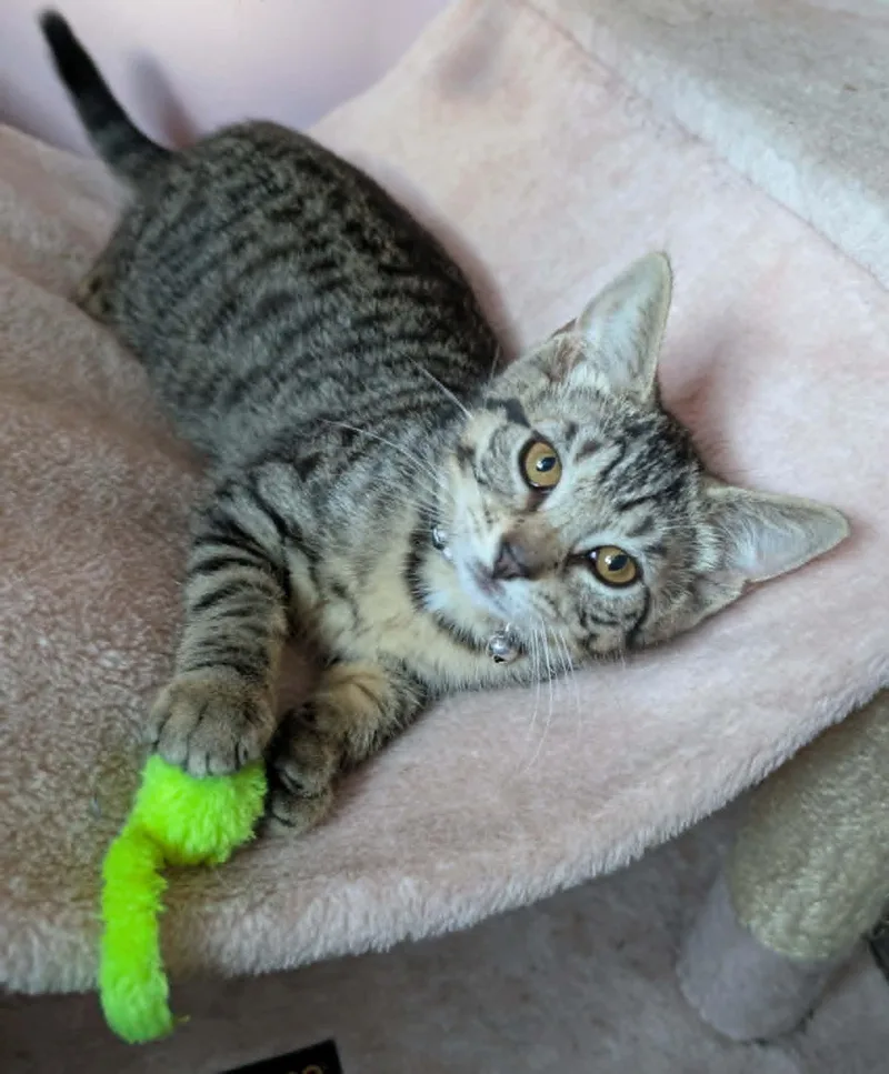 A baby small-sized female Tabby (Buff / Tan / Fawn) Domestic Short Hair cat named Zeppole for adoption in Bayonne, NJ