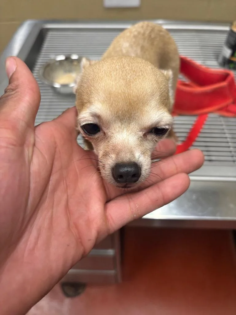 An adult small-sized female Mixed Breed dog named Mimi Lee for adoption in Douglasville, GA