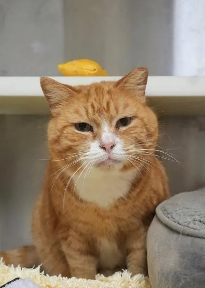 Mister Bubbles thumbnail 2