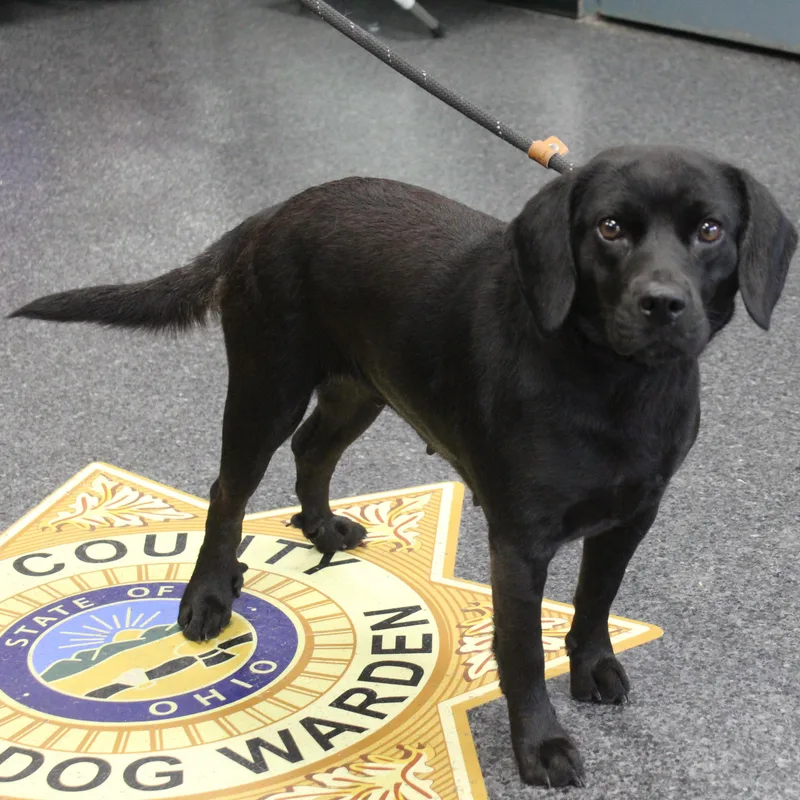 An adult medium-sized female Beagle dog named Penelope for adoption in Heath, OH