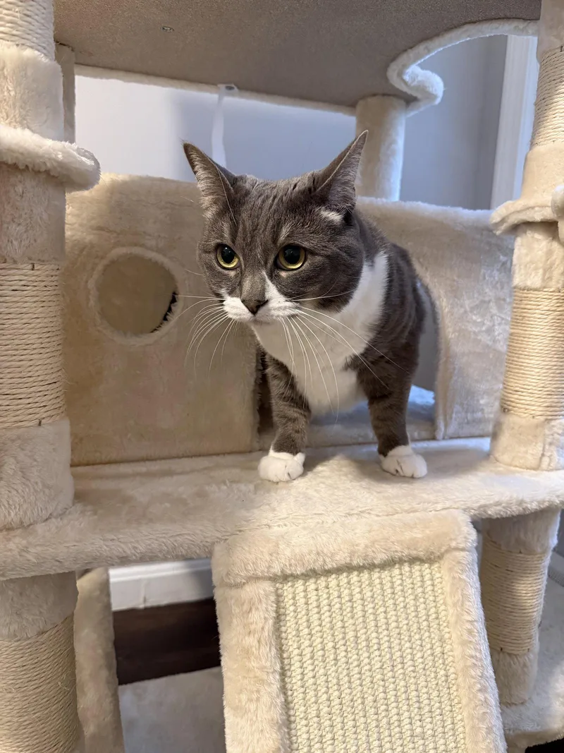 An adult medium-sized female Gray & White Domestic Short Hair cat named Sophia for adoption in East Derry, NH