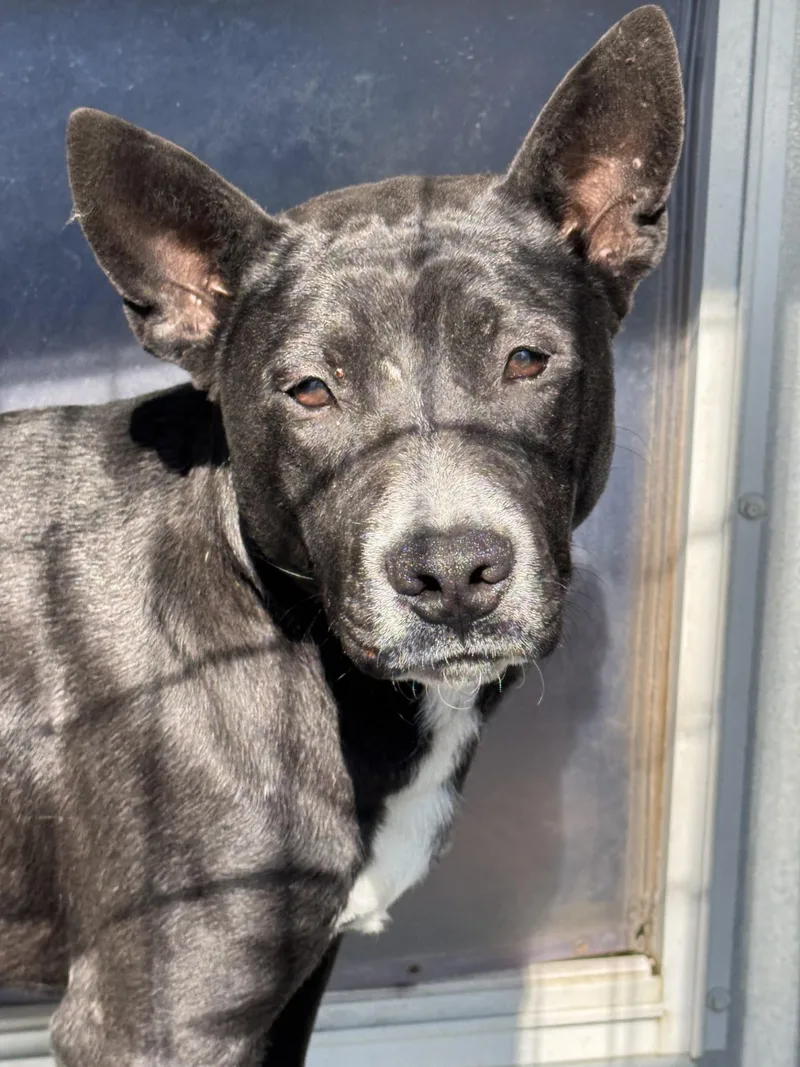 An adult medium-sized male Black American Staffordshire Terrier dog named Bennie for adoption in Monticello, FL