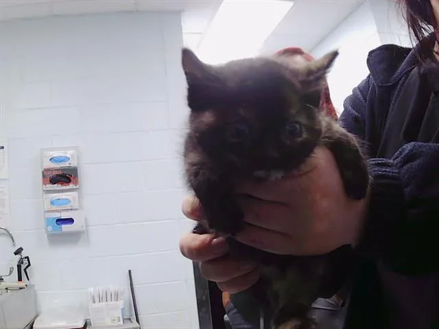 A baby small-sized female Domestic Short Hair cat named Spark for adoption in Charlotte, NC