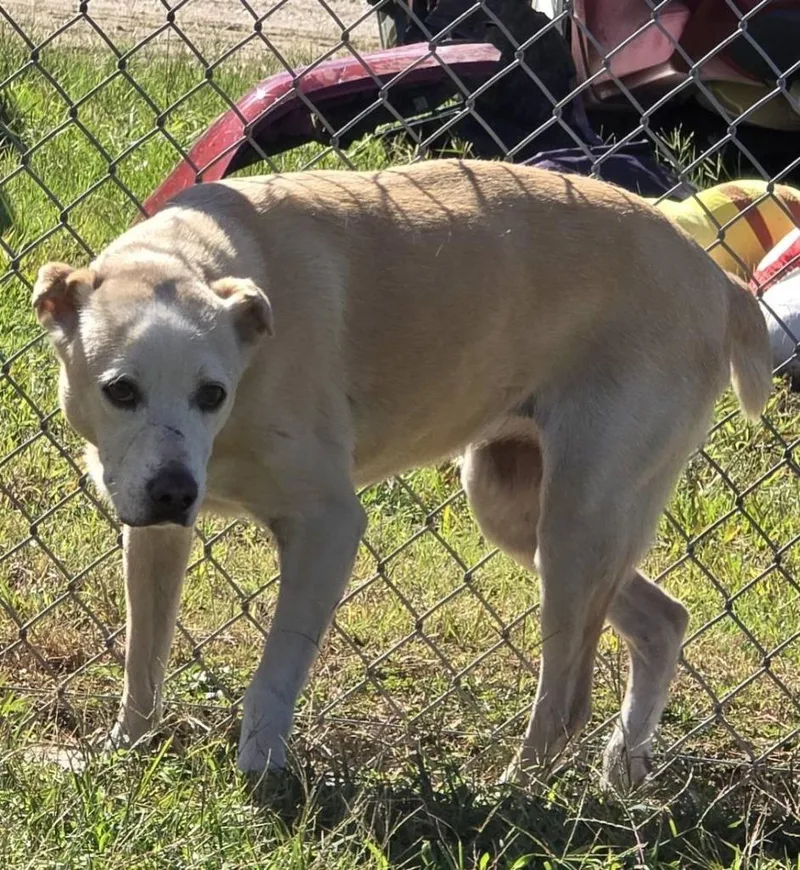 A young medium-sized female Labrador Retriever dog named Honey for adoption in Humble, TX