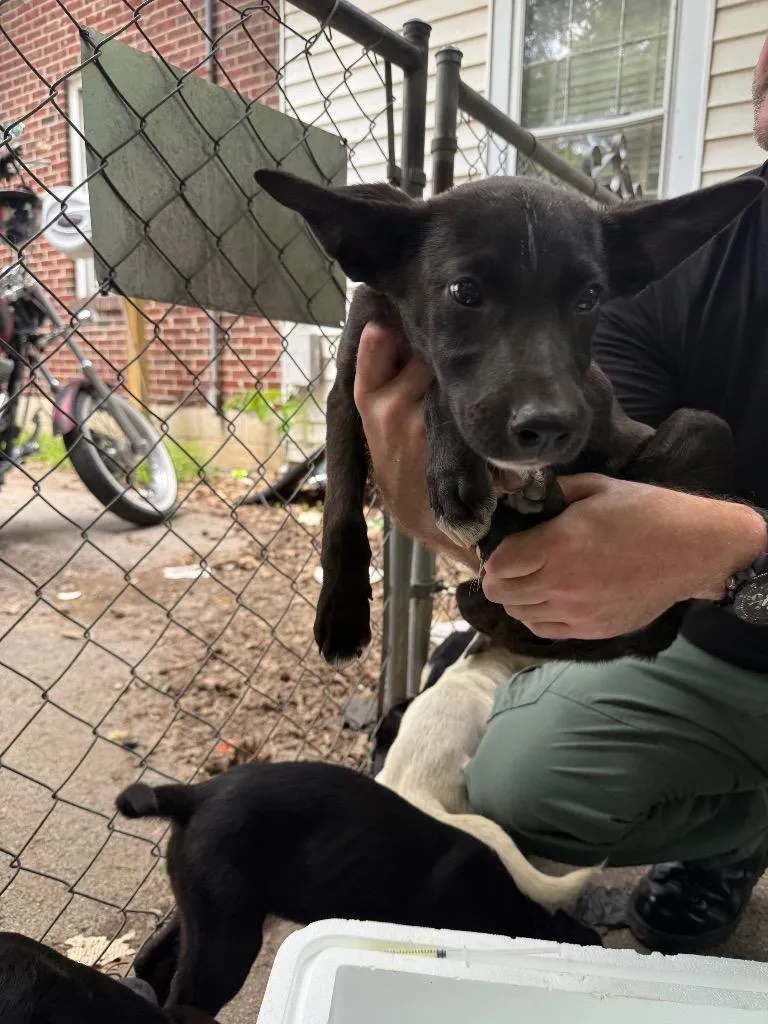 A baby small-sized male Mixed Breed dog named #1 for adoption in Columbia, TN