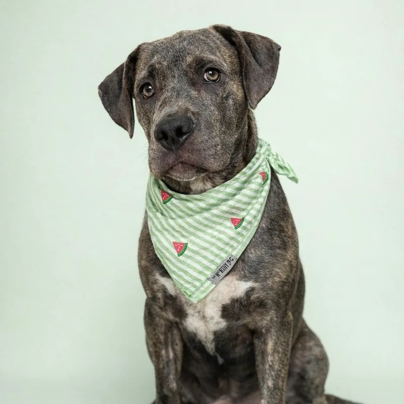 A young medium-sized male Brindle Pit Bull Terrier dog named Jamie Foxx for adoption in Martinez, CA