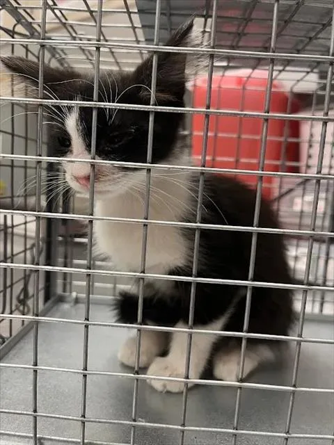 A baby small-sized female Domestic Short Hair cat named Georgina for adoption in Las Vegas, NV