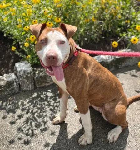 An adult large-sized female White / Cream Mixed Breed dog named Odessa for adoption in Cincinnati, OH