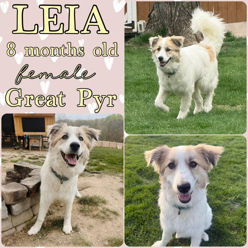 A young medium-sized female Great Pyrenees dog named Leia for adoption in Grantville, PA
