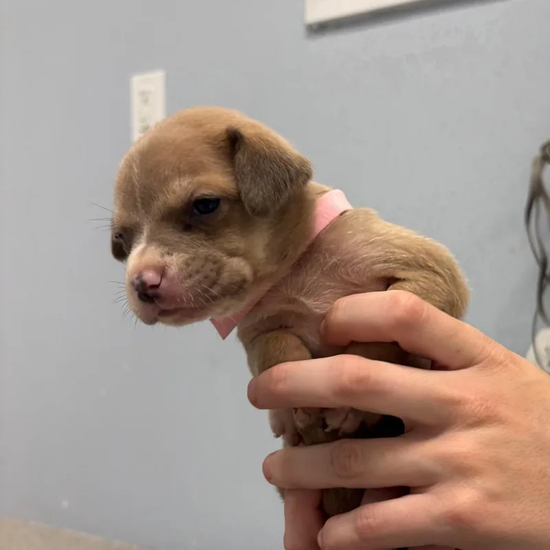A baby small-sized female Yellow / Tan / Blond / Fawn Mixed Breed dog named Lilypad for adoption in Pensacola, FL