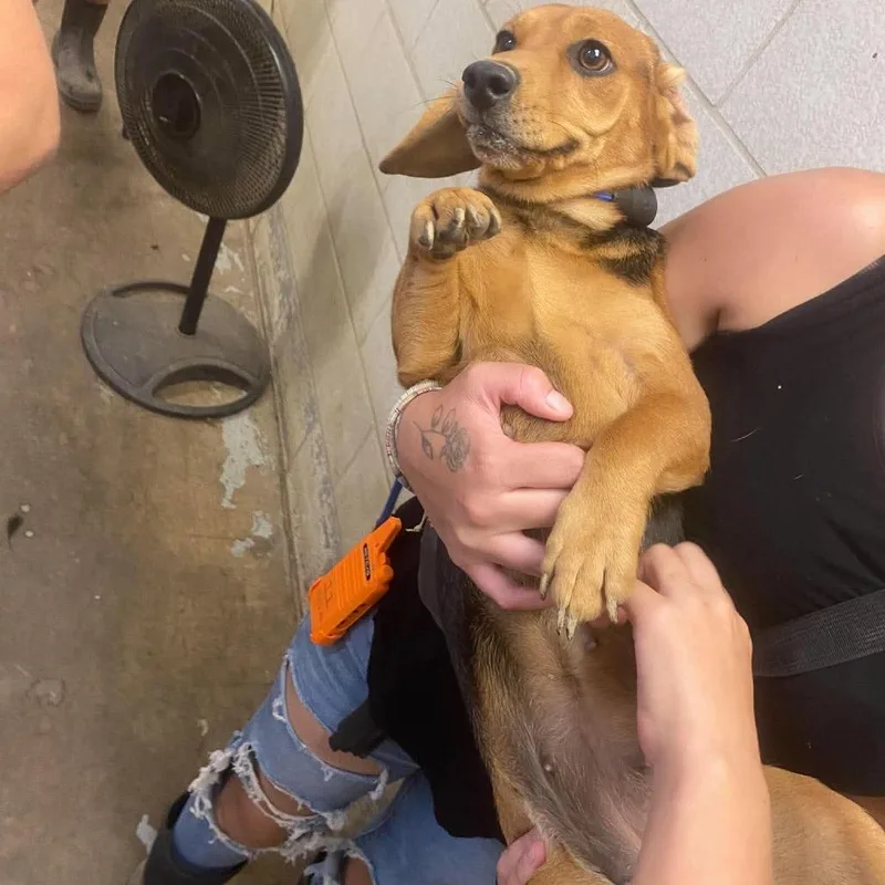 An adult small-sized female Black Mixed Breed dog named Bengal for adoption in Huntington, WV