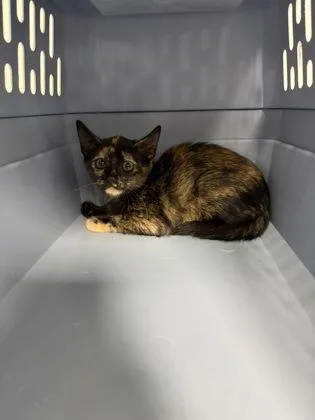 A baby small-sized female Domestic Short Hair cat named Pepper for adoption in Cumming, GA