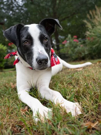 An adult large-sized male Mixed Breed dog named Eddie for adoption in Atlanta, GA