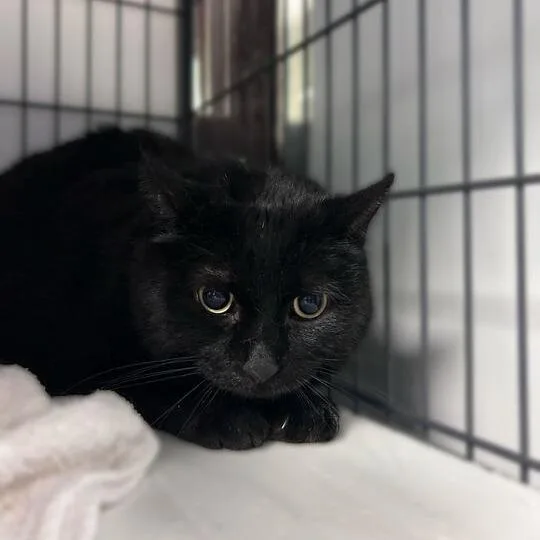 A senior medium-sized male Black Domestic Short Hair cat named Salem for adoption in Davenport, IA