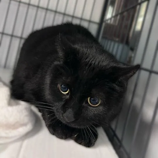 Salem thumbnail 2