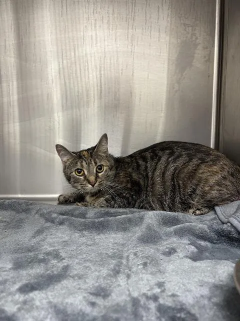 An adult medium-sized female Domestic Short Hair cat named Dolby for adoption in Indianapolis, IN