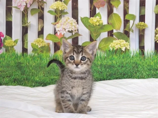 A baby small-sized male Domestic Short Hair cat named Wallen for adoption in Oroville, CA