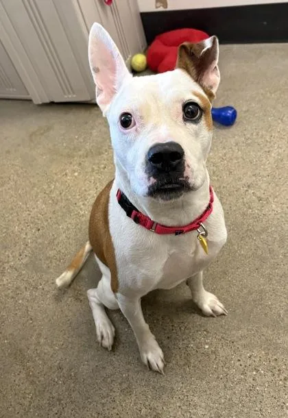 A young medium-sized female White / Cream Pit Bull Terrier dog named Trixie for adoption in Cleveland, OH