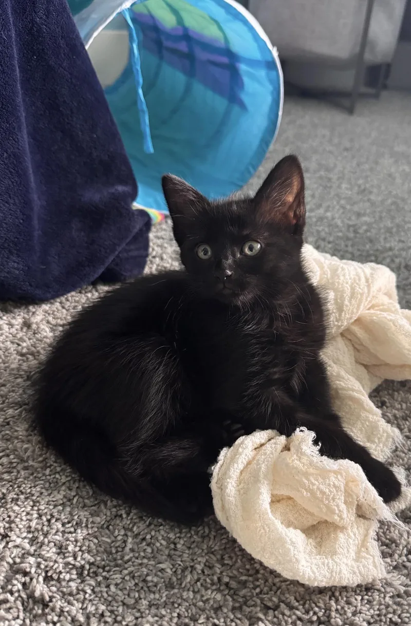 A baby small-sized female Domestic Short Hair cat named June Cash for adoption in Lockport, IL