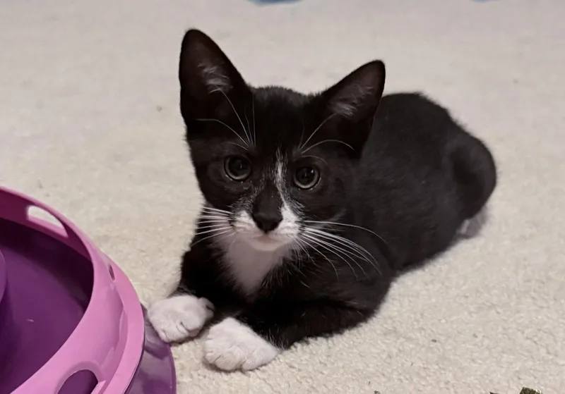 A baby medium-sized male Black & White / Tuxedo Domestic Short Hair cat named Hershey Kiss for adoption in Broomall, PA
