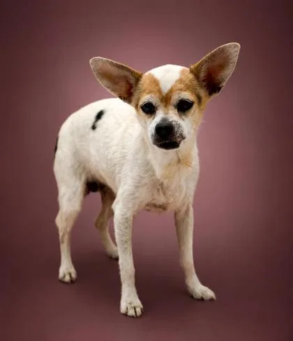 A senior small-sized female Chihuahua dog named Morgan for adoption in Bowling Green, KY