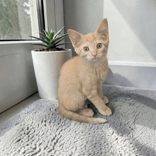 A baby medium-sized female Orange & White Domestic Short Hair cat named Tortilla Chip for adoption in Fort Worth, TX