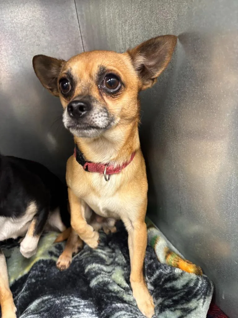 A young small-sized male Chihuahua dog named Jitters for adoption in Mustang, OK