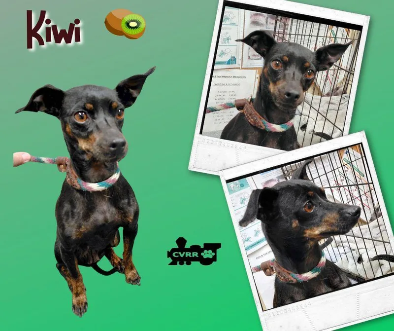 A young small-sized female Miniature Pinscher dog named Kiwi for adoption in LINDSAY, CA