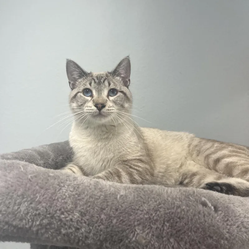 An adult medium-sized male Domestic Short Hair cat named Finn for adoption in Crookston, MN