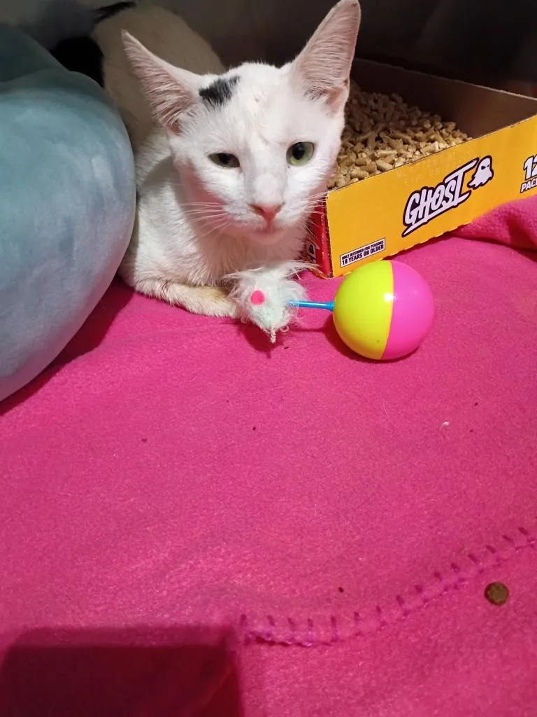 Spyro